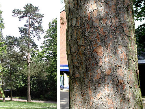 Scots Pine tree and bark
