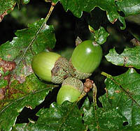 Sessile Oak acorn