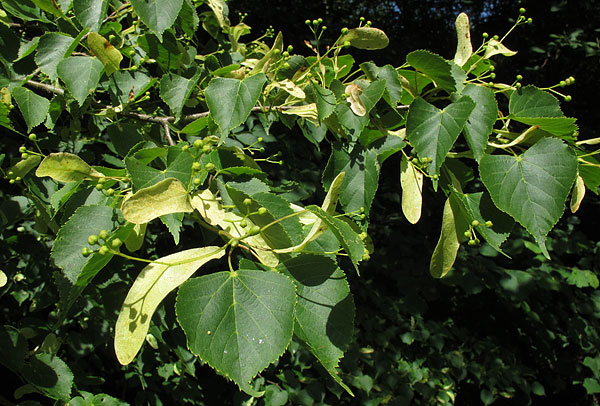 Small-leaved Lime