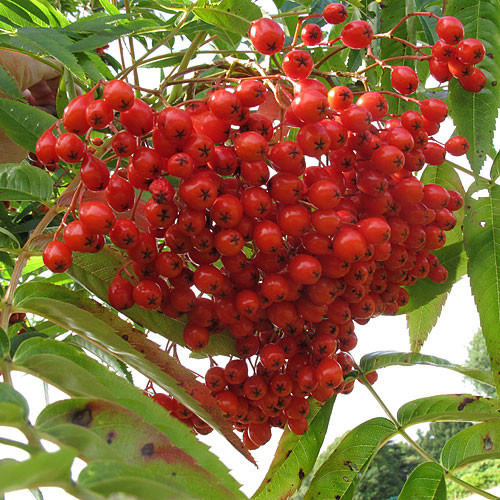 Sorbus 'DoDong'