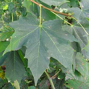 Sugar Maple leaf