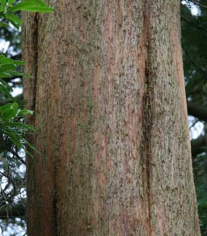 Swamp Cypress bark