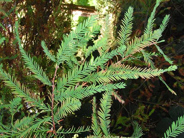 Swamp Cypress leaf