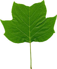 Tulip-tree leaf