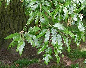 Turkey Oak leaf
