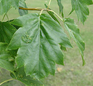 Wild Service Tree leaf
