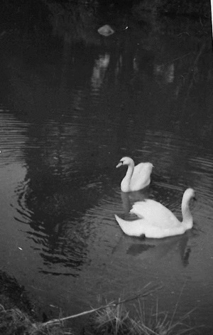 decker-swans