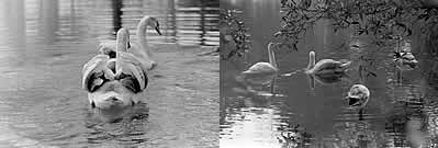 swans-1980-paul-frost-3-4