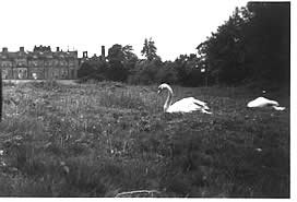swans-on-grass