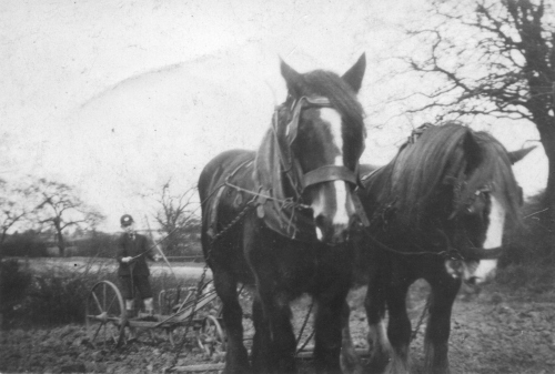 Wilfred as a boy with farm horses in Scot Hay