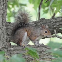 Squirrel