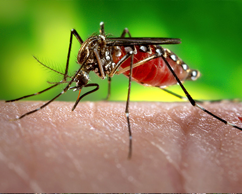 mosquito.jpg