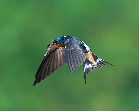 swallow.jpg