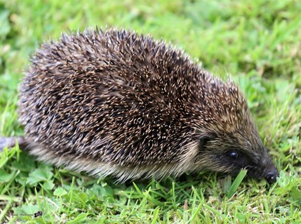 European hedgehog