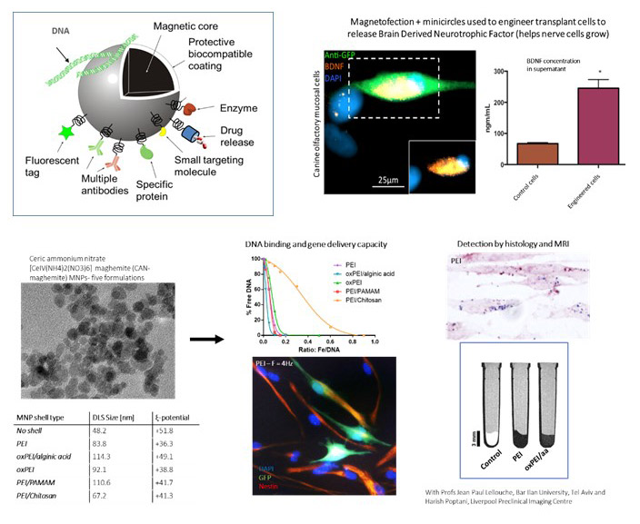 Magnetofection for neural cell and DNA manipulation 