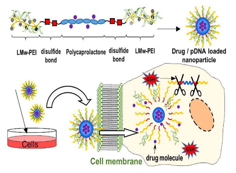 The co-delivery of doxorubicin and p53-pDNA using amphiphilic copolymer with bio-cleavable disulfide linkage