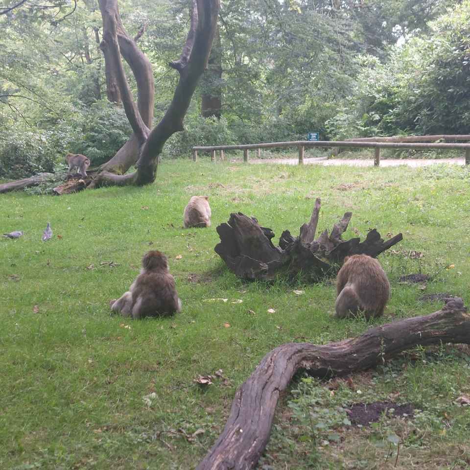 Trentham Monkey Forest