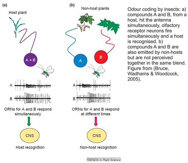 odour coding by insects