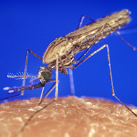 Mosquito 200 x 200 