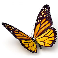 Monarch butterfly icon image