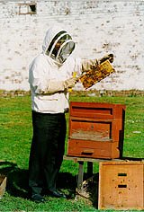 apiary