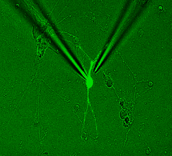 Single cell electrical recording from a nanoengineered primary cortical neuron, photo Arwa Shakli and Mike Evans 