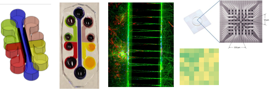 Rose_Fricker_Matthew_Dunn_Thesis_Images