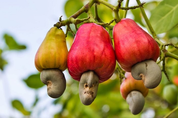 cashew nut growing