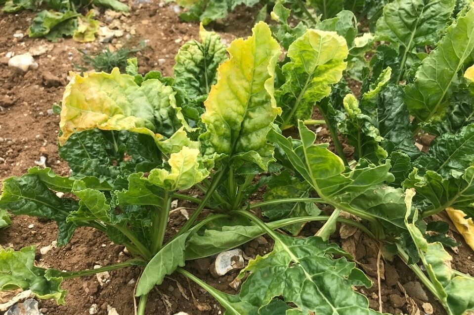 Keele researcher preparing agriculture to withstand viral and bacterial diseases