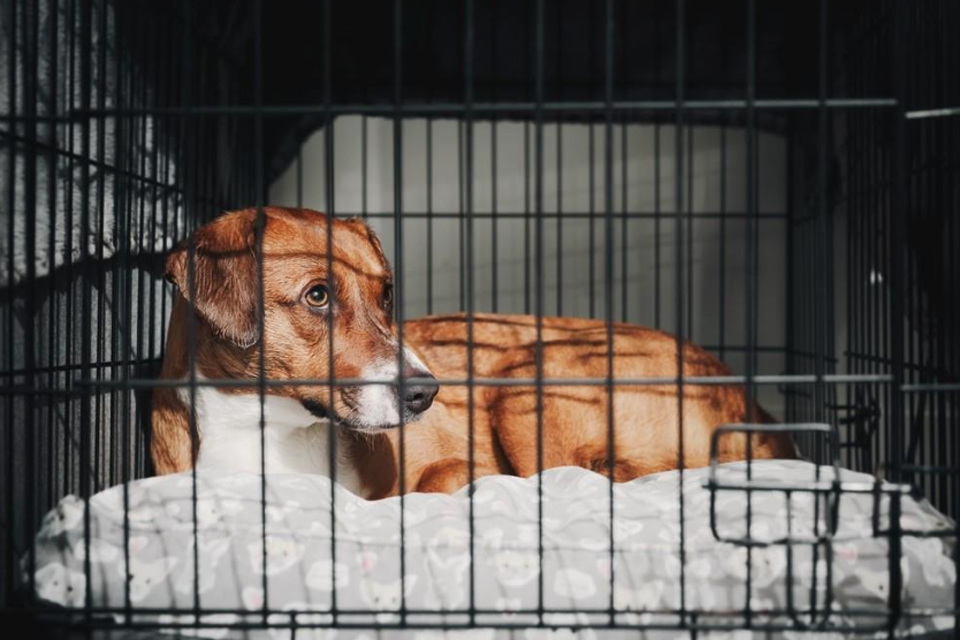 Keele researcher welcomes Scotland law change increasing sentences for dog theft 