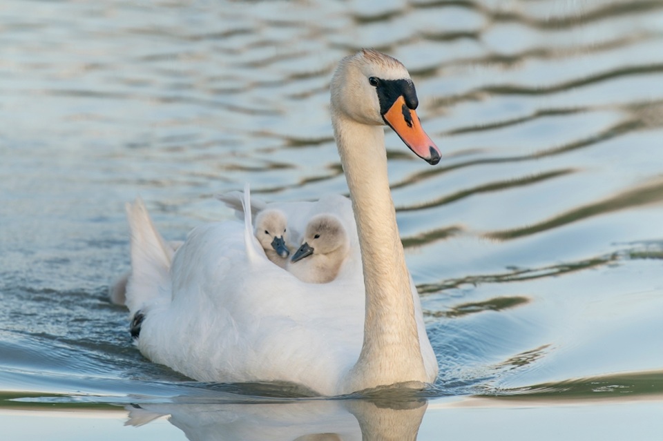 Researchers call on public for help to monitor health of swans in Cheshire