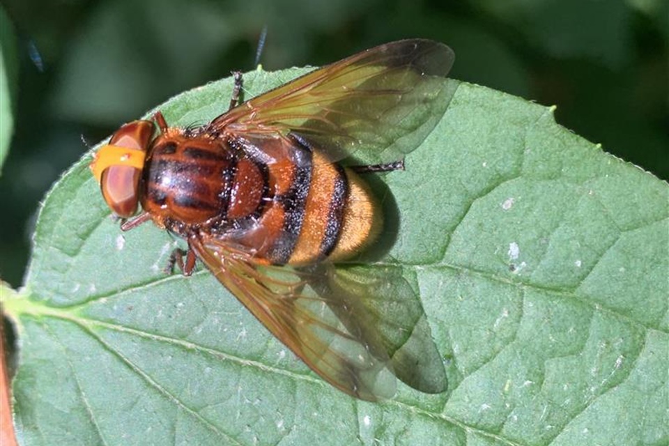 Weather radar data reveals alarming declines in insect populations