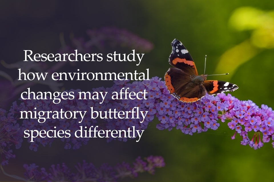 Researchers study how environmental changes may affect migratory butterfly species differently