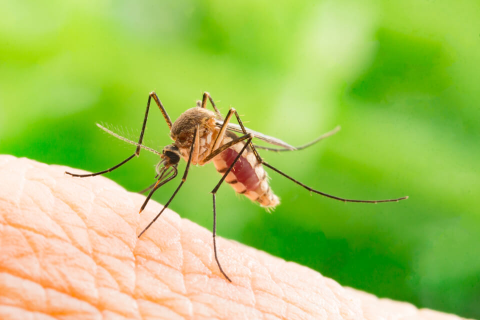 Controlling mosquitos to manage malaria
