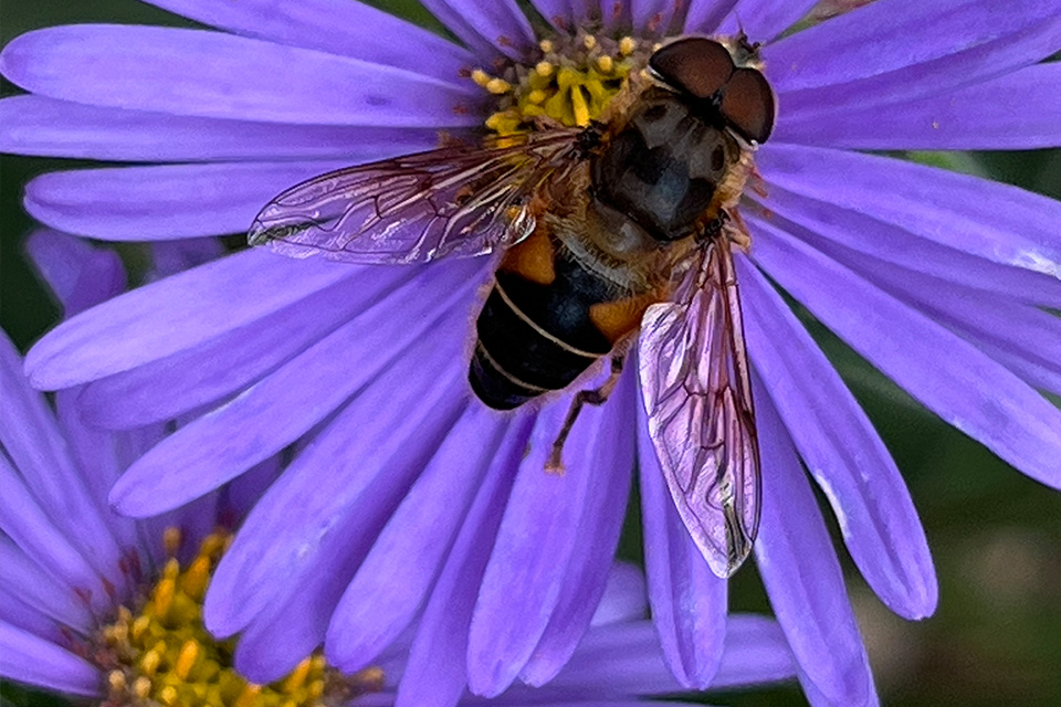 Ecology, Biodiversity and Conservation