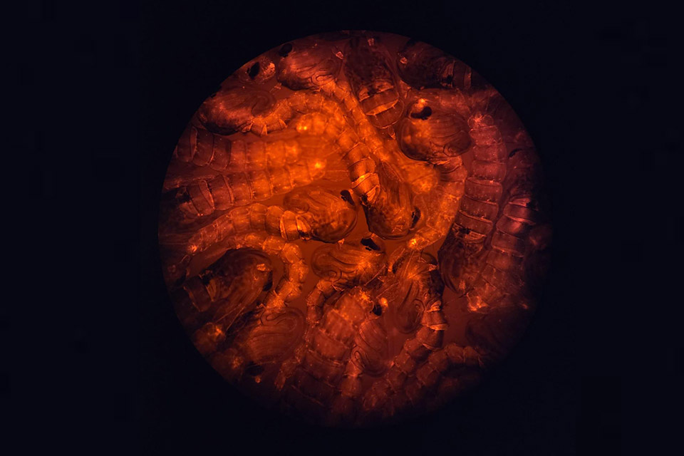 Infectious Diseases