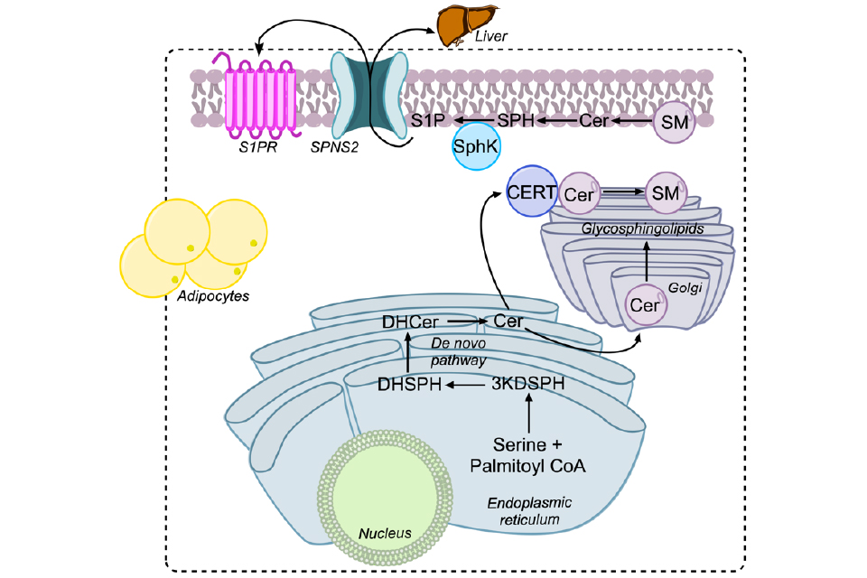 Molecular and Cellular Systems in Health and Disease