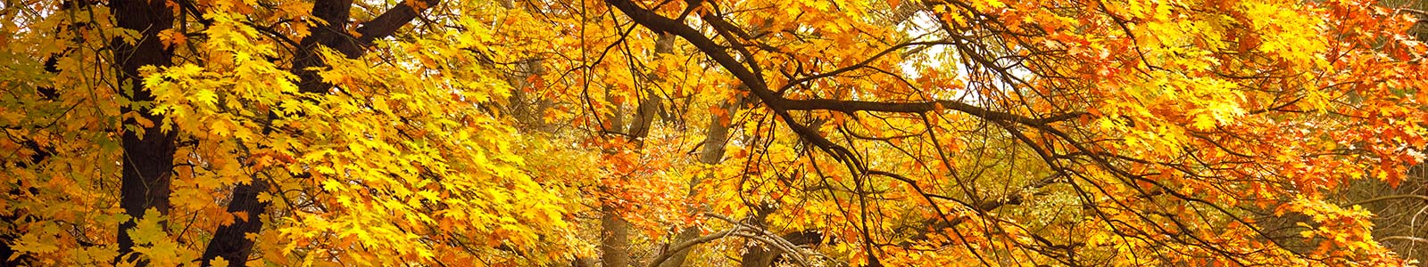 Banner with autumn leaves