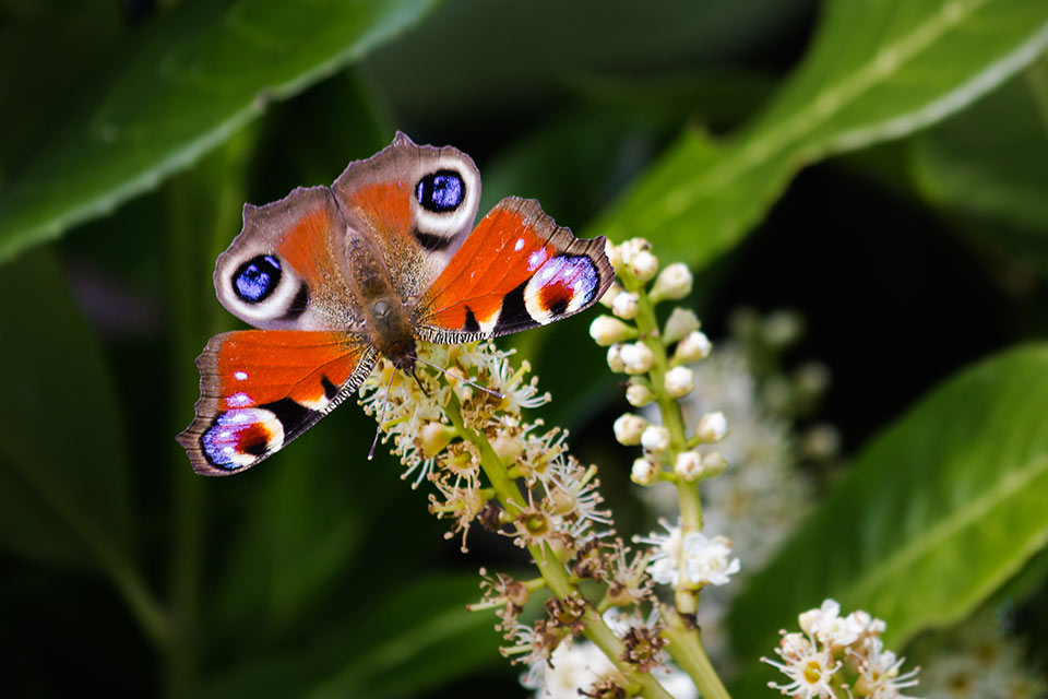 Photo of a beautiful butterfly