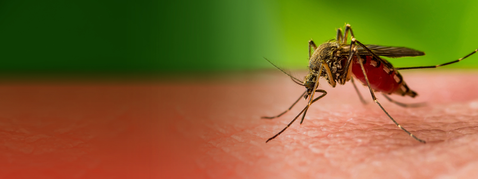 Empowering communities through ECLIPSE