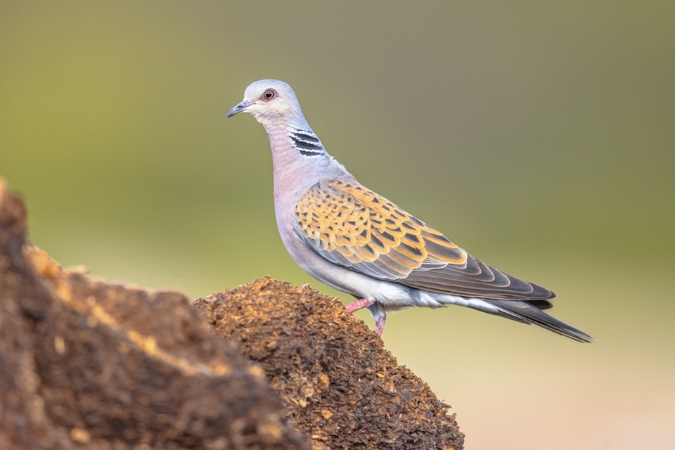Food and water stations for wild birds contributing to spread of deadly diseases