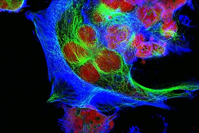 Cell and Molecular Medicine