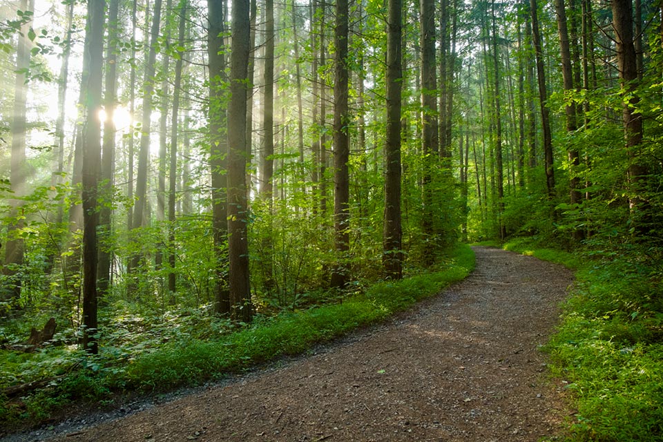 The Lost Lanes of Loggerheads