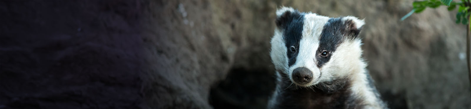 Biodiversity and Conservation