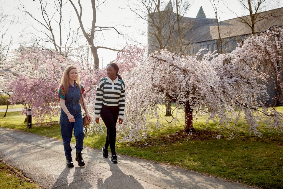 students walking cherry tree 