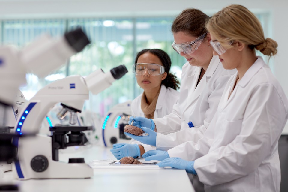 Neuroscience students examining a specimen.