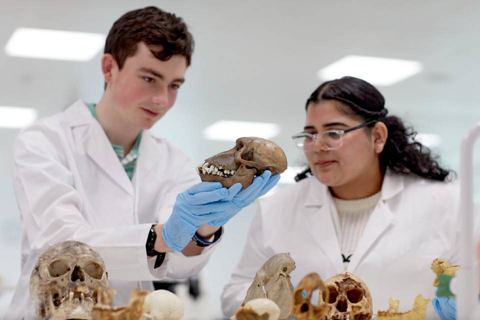 Neuroscience students examining skulls