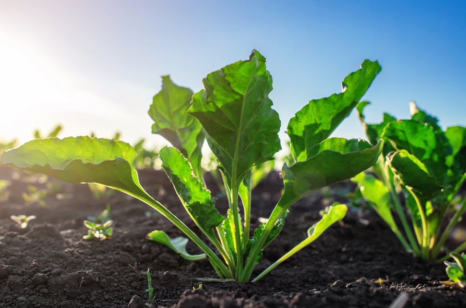 Report calls for industry-wide action to combat crop diseases and support affected farmers