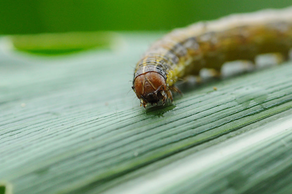 Fall Armyworm