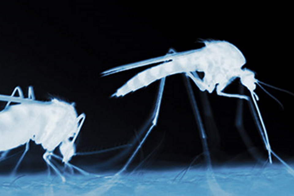 News: Protecting crops with insect pheromones